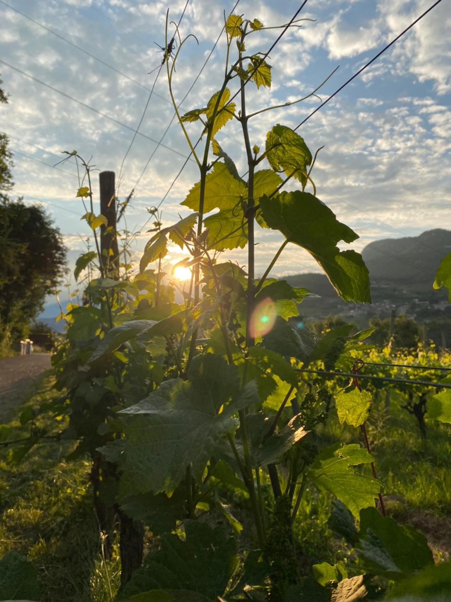 Agritur Verderame Тренто Екстериор снимка